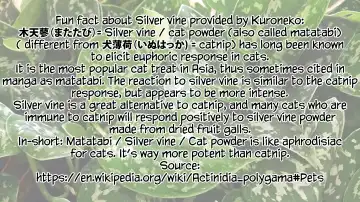 [Suzuhane Suzu] Boy Meets Nyaa God | Boy Meets Cat Goddess Ch. 1-4 Fhentai - Page 37