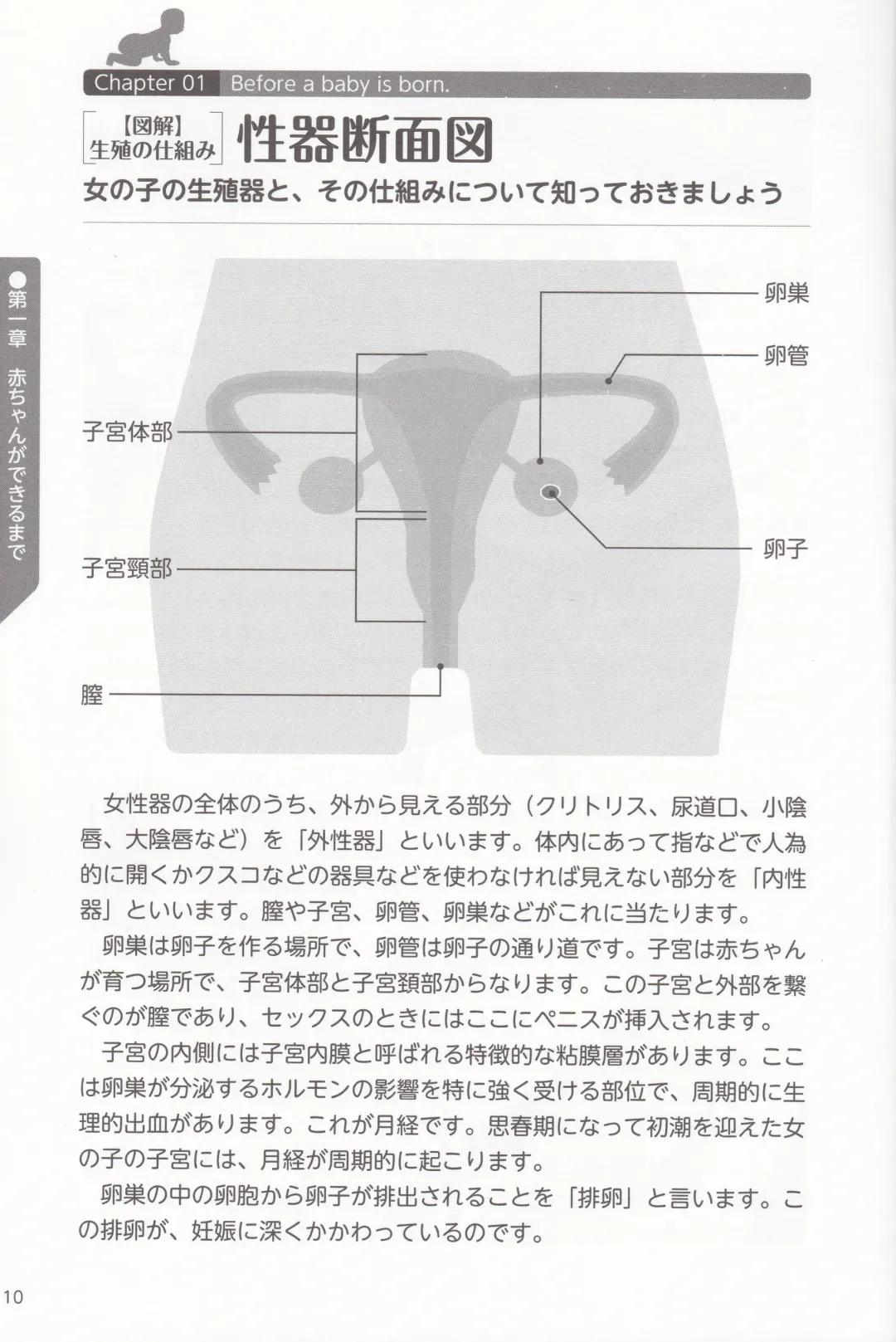 やらなくても解る性交と妊娠詳細解説 赤ちゃんのつくり方 Fhentai - Page 12