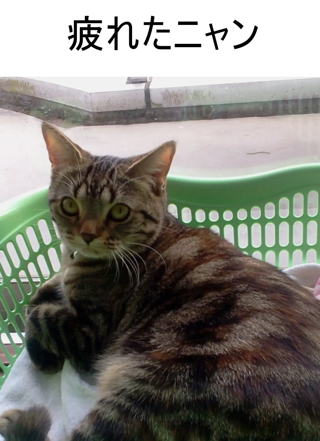 Iraira Onee-chan to Nibukusai Otouto. Fhentai - Page 35