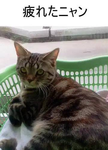 Iraira Onee-chan to Nibukusai Otouto. Fhentai - Page 35