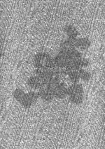 [Macop] Kuro Black Noir Fhentai - Page 2