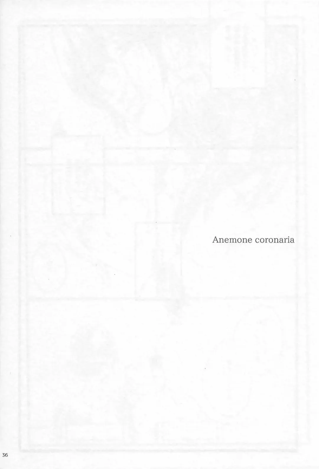 [Riko] Anemone coronaria Fhentai - Page 35