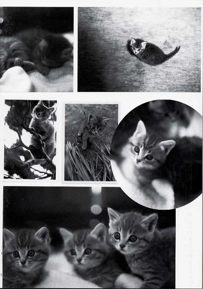 [Kageno Illyss] Usotuki? Fhentai - Page 166