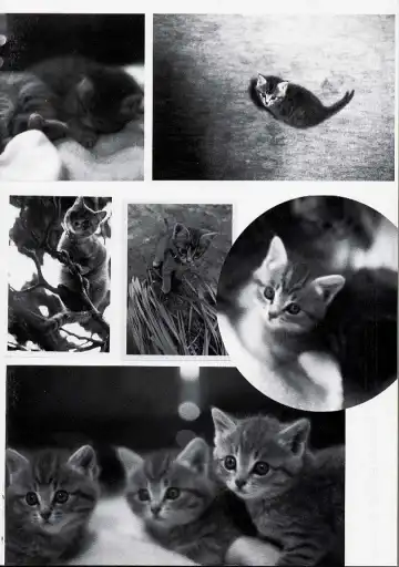 [Kageno Illyss] Usotuki? Fhentai - Page 166