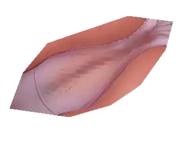 [Kitani Sai] Hajimete no Ganmen Kijou Feat. Kitani Sai Fhentai - Page 7