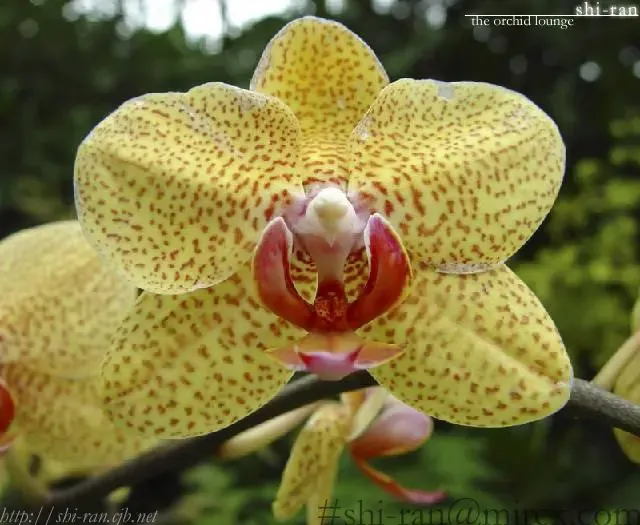 [Kazusa Takashima] IGNITION Fhentai - Page 23