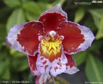 [Naono Bohra] Confession Fhentai - Page 55