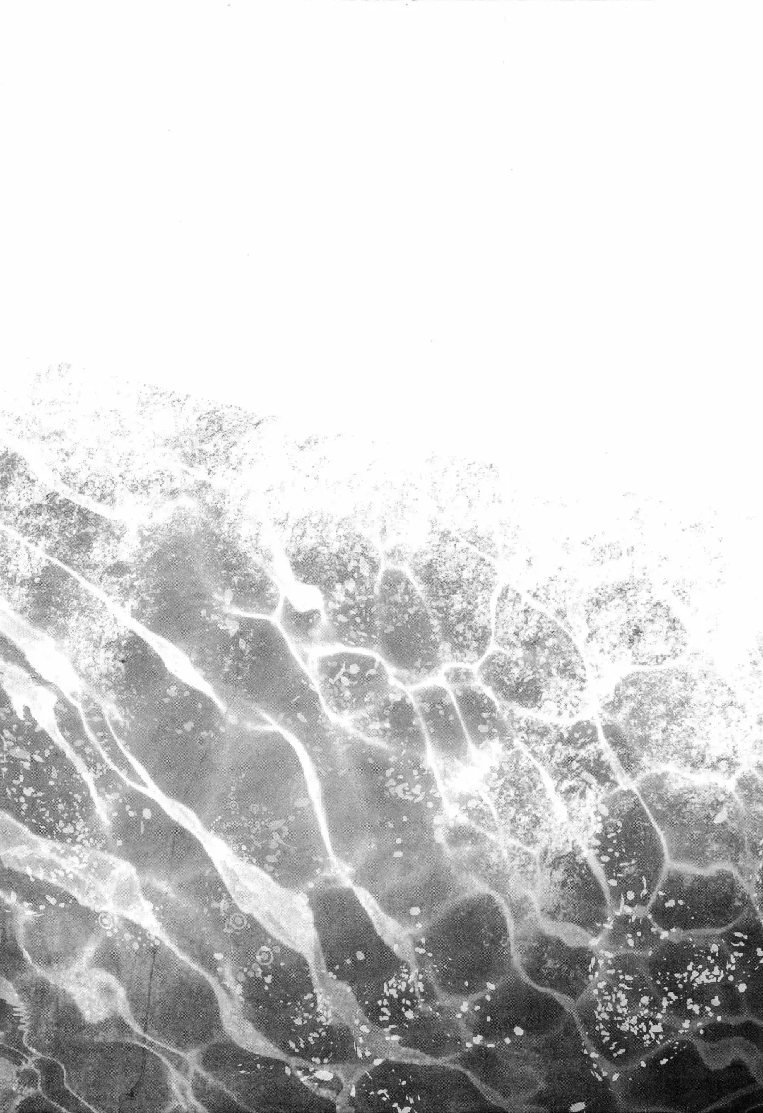 [Hachisu] 鮫～VIRGIN BITE Fhentai - Page 14