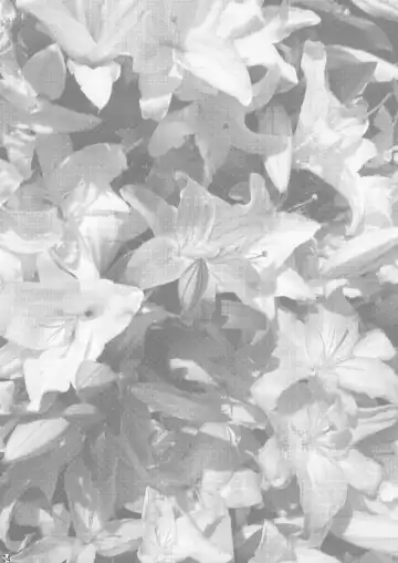 [Tachikawa Negoro] Niizuma ni Tanin ga Ride suru Hon-ssu NTR Hon-ssu! Fhentai - Page 3